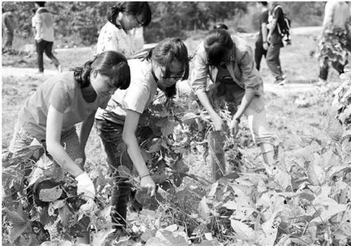 高校农学院种菜成必修课:种不出萝卜番薯毕不了业