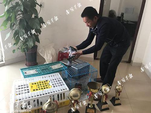 职业养鸽人价值30多万的赛鸽被盗 嫌疑人竟是鸽主熟人