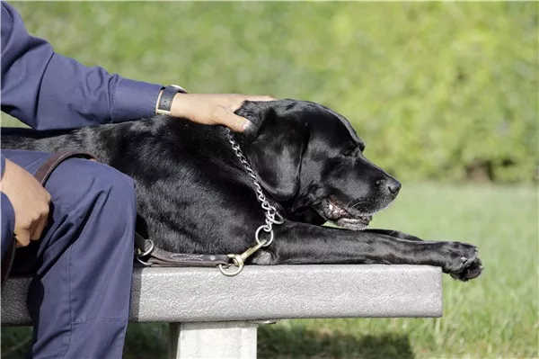 流浪狗被捡后到联合国当保安 过上丰衣足食生活