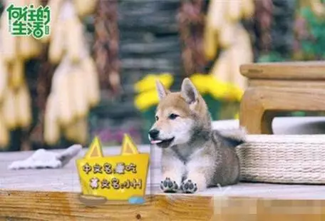 流浪狗被捡后到联合国当保安 过上丰衣足食生活