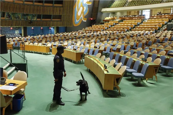 流浪狗被捡后到联合国当保安 过上丰衣足食生活