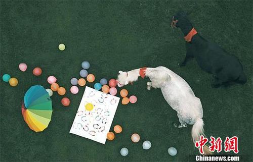 成都温江“情侣马”爆红浪漫氛围中时刻耳鬓厮磨