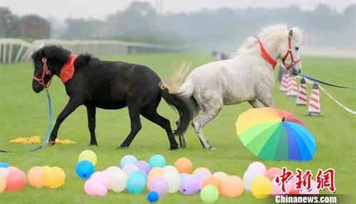 成都温江马术节的“情侣马”?！≈有?摄