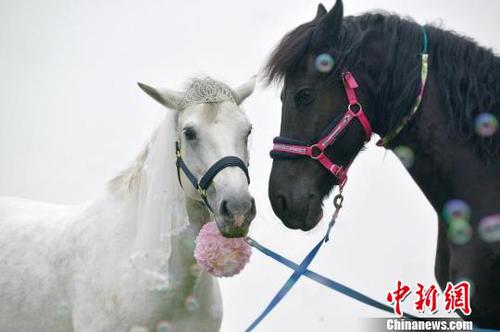 肥皂泡中的“情侣马”?！≈有?摄