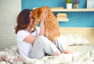 “吸猫族”当心 “猫抓病”秋冬季高发