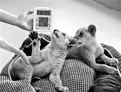 北京野生动物园兽舍暖气出水温度65℃过冬暖洋洋