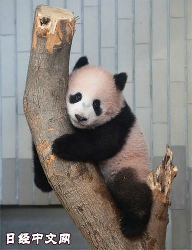 日本上野动物园熊猫宝宝将亮相:抽签观看 限5分钟