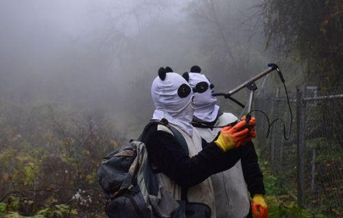 日本上野动物园熊猫宝宝将亮相:抽签观看 限5分钟