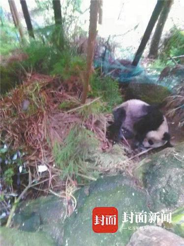断掌老年大熊猫村支书家求救 经抢救未脱离危险