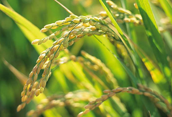 QQ截图20171204084252