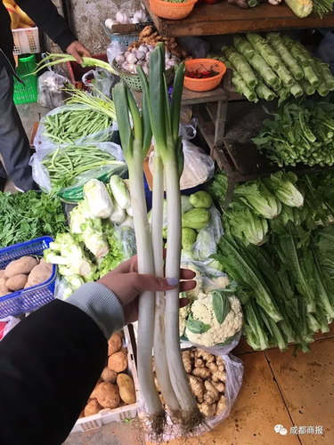 南方妹子遇北方大葱疯了:长了20多年 还没根葱高!