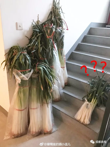 南方妹子遇北方大葱疯了:长了20多年 还没根葱高!