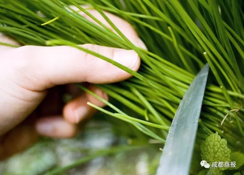 南方妹子遇北方大葱疯了:长了20多年 还没根葱高!