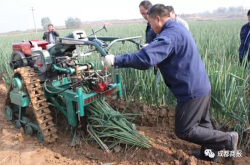 南方妹子遇北方大葱疯了:长了20多年 还没根葱高!