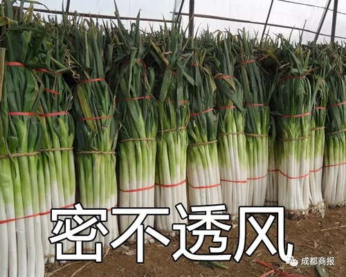 南方妹子遇北方大葱疯了:长了20多年 还没根葱高!