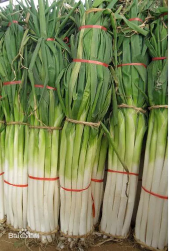 南方妹子遇北方大葱疯了:长了20多年 还没根葱高!