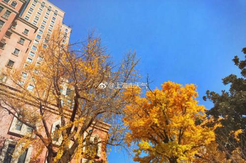 昨天，上海虽然阳光明媚，但13时气温只有7-8℃。(图片来源：@上海市天气)