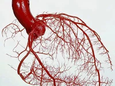 女子腹部剧痛第二天便去世 医生：这种病冬季高发