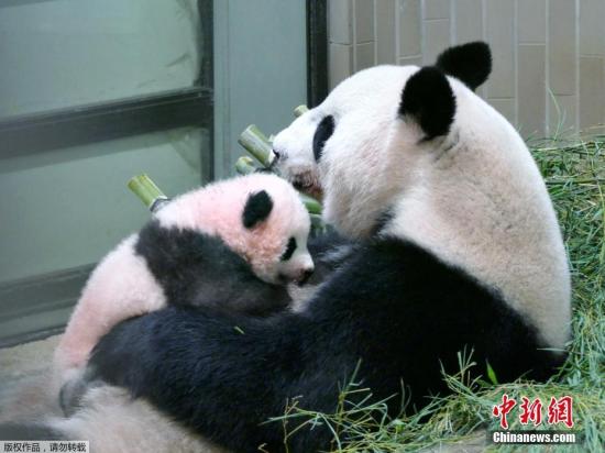 当地时间2017年9月25日，日本东京，东京上野动物园出生的熊猫宝宝名字为“香香”。据报道，动物园在7月28日至8月10日期间为熊猫宝宝举行了征名活动，为熊猫宝宝征集到32.2万个名字。今早8点，日方选考委员会经过与中方协商，最终决定使用“香香”这个名字。