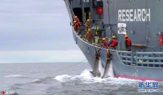 日本计划4个月捕杀333条鲸鱼 欧盟和12国联名谴责