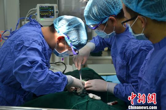 团队成员在猴子身上做实验 杜巍巍 摄