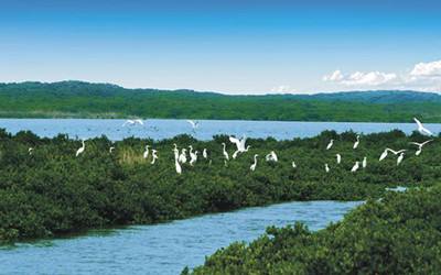 海南湿地遭蚕食 海南湿地遭蚕食