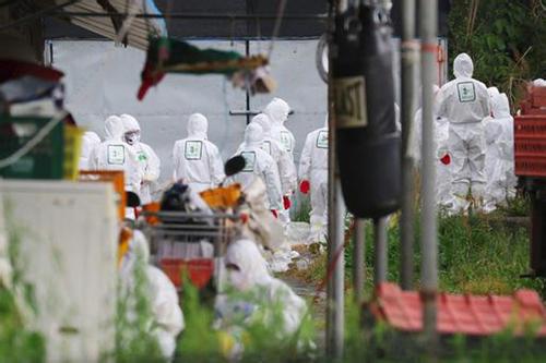 韩国紧急扑杀家禽2