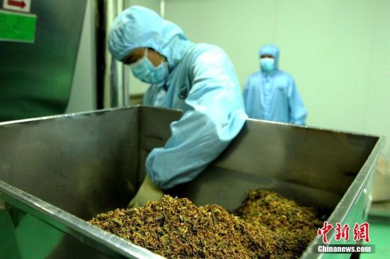 5月31日，<a target='_blank' href='http://www.chinanews.com/'>中新社</a>记者探访位于青海省藏医院藏药制剂室，该制剂室系中国面积最大、制剂类型最全、年生产能力最强的藏药制剂室。据悉，该制剂室有散剂、丸剂、酒剂、栓剂、煎膏剂、巴布膏剂等12种藏药剂型生产线，可生产368种藏药品种，年产能力200吨。图为藏药材粉碎设备(局部)。<a target='_blank' href='http://www.chinanews.com/'>中新社</a>记者 张添福 摄