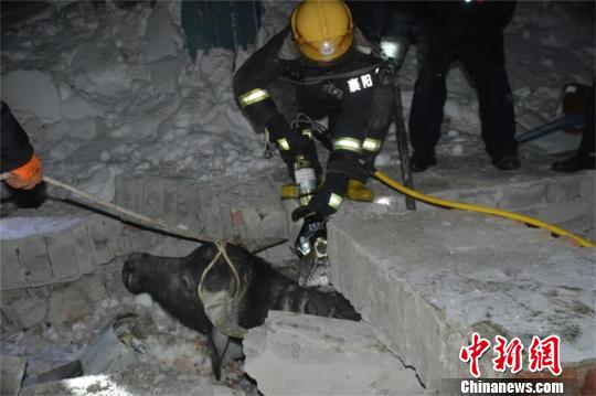 积雪压塌湖北老河口一牛棚，消防官兵解救遭埋压的牛 许金焰 摄