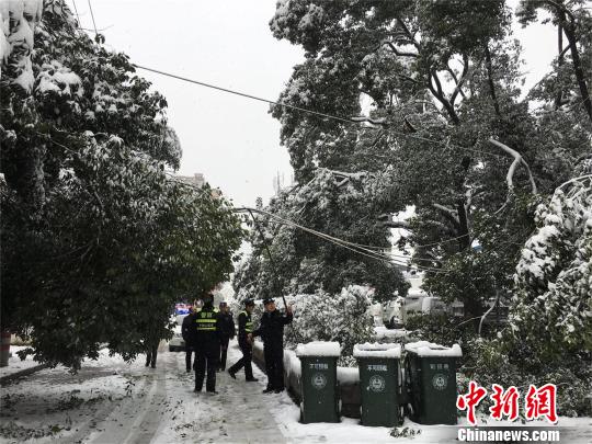 湖北十堰，积雪压断树枝 刘英 摄