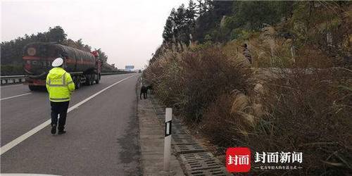 老汉在高速公路边放羊 因隔离栏内绿化带植被茂盛