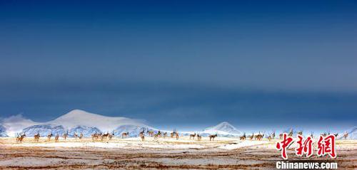 坚守可可西里的故事：生命到了边缘，才显得深刻