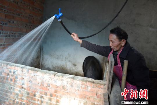 刘云富在清洗猪圈?！∷罩夜?摄