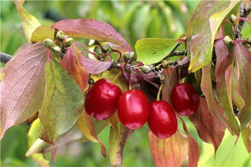 爱晕车是什么原因？预防晕车吃啥管用？