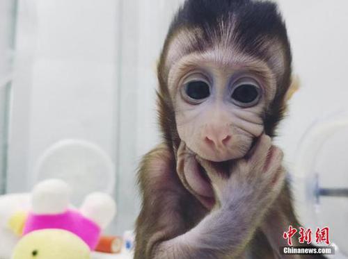 图为体细胞克隆猴