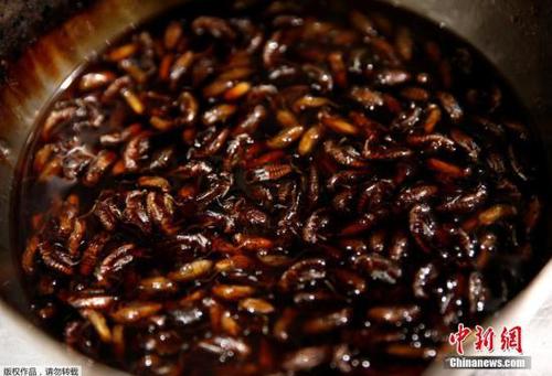 近日，好奇心十足的日本饕客在东京一家餐厅外排起了长队，争相品尝“暗黑料理”界的新宠——炸昆虫拉面。据报道，位于东京的Nagi豚骨拉面店在4个小时内，就卖光了当天活动限定的100碗昆虫拉面。这一碗炸昆虫拉面端上桌，最抢眼的就是拉面上放的“配菜”——10几只小蟋蟀和面包虫?？腿嘶峤嬲慈塍?、蚱蜢或蚕粉风味的汤汁后食用。