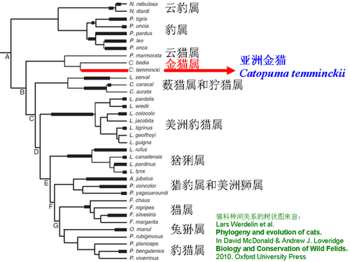 点击查看大图 网友称最后一只动物园里的华南金猫去世