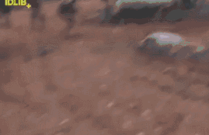 视频截图（图源：俄罗斯卫星通讯社）