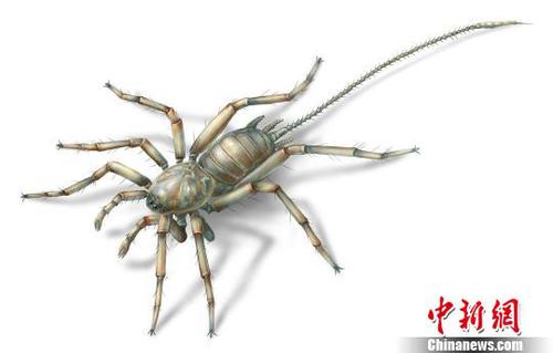 一亿年前缅甸琥珀中现神秘“长尾蜘蛛”（图）