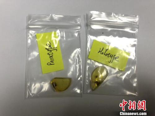 图为缅甸琥珀标本?！⊙钛沾?摄