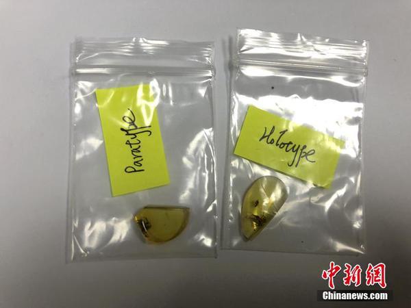 现亿年前远古蜘蛛3