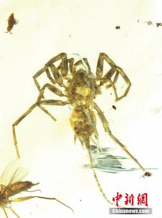 现亿年前远古蜘蛛2