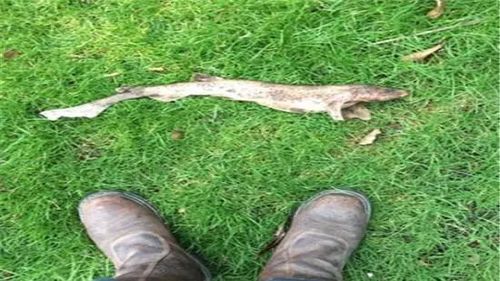 小伙和父亲正在庭院喝茶 突然一条鲨鱼从天而降