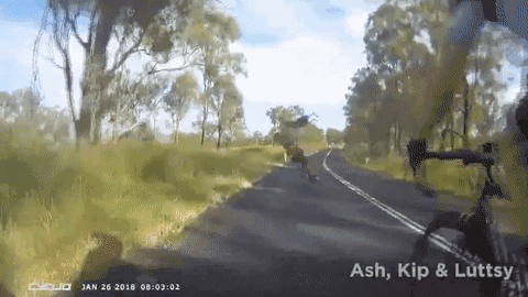 小伙和父亲正在庭院喝茶 突然一条鲨鱼从天而降