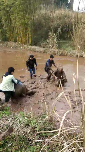 车主春节因错车引发争执 打架打到水田里变泥人