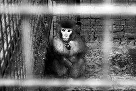 女子外出吃火锅被猴子抓伤店方：系其他单位寄养