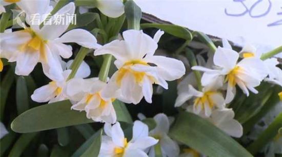 错把水仙当大蒜食用 母女俩中毒入院