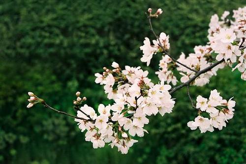 武汉2棵樱花之王在北京安家 树龄50余岁蓬径8米