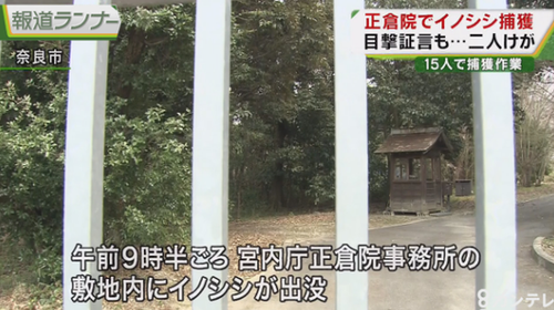 日本宫内厅上演人猪大战 皇宫警察被野猪咬伤