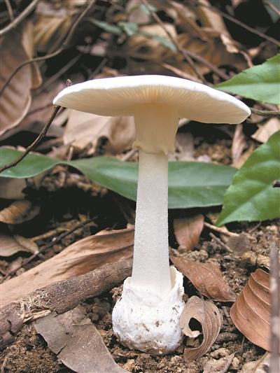 教你识别毒蘑菇 民间识别方法别轻信！